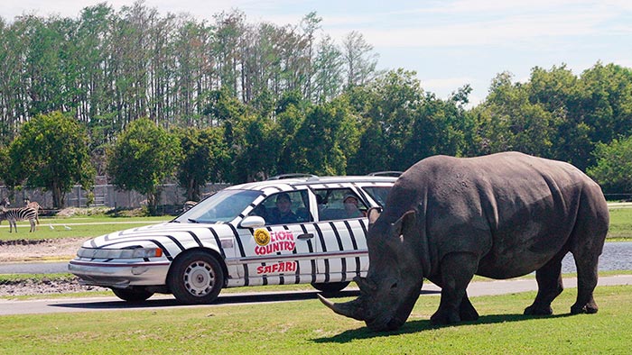 Lion Country Safari Florida Opened In 1967 In Rural Western Palm Beach County Sol Y Mar Magazine