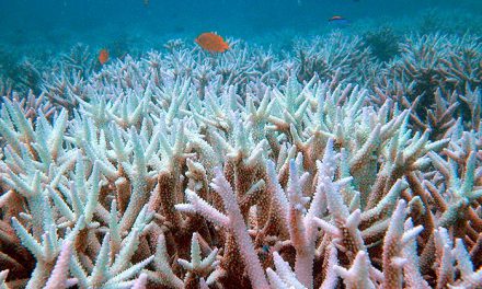 Global Warming and Coral Reefs