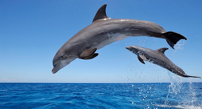 El delfín y la Ciencia