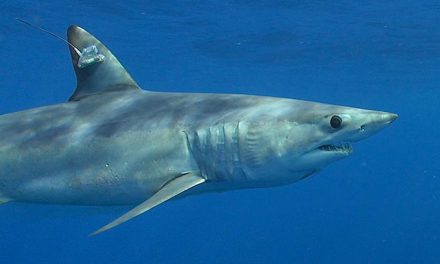 Mako Sharks Competing in Historic Guy Harvey Great Shark Race Log More Than 22,900 Miles So Far