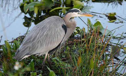 Aves migratorias de los Everglades