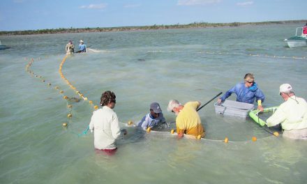 The Bahamas Initiative Addresses Threats to the Bonefish Fishery