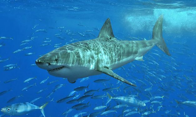 The Great White Shark: A Threatened Species