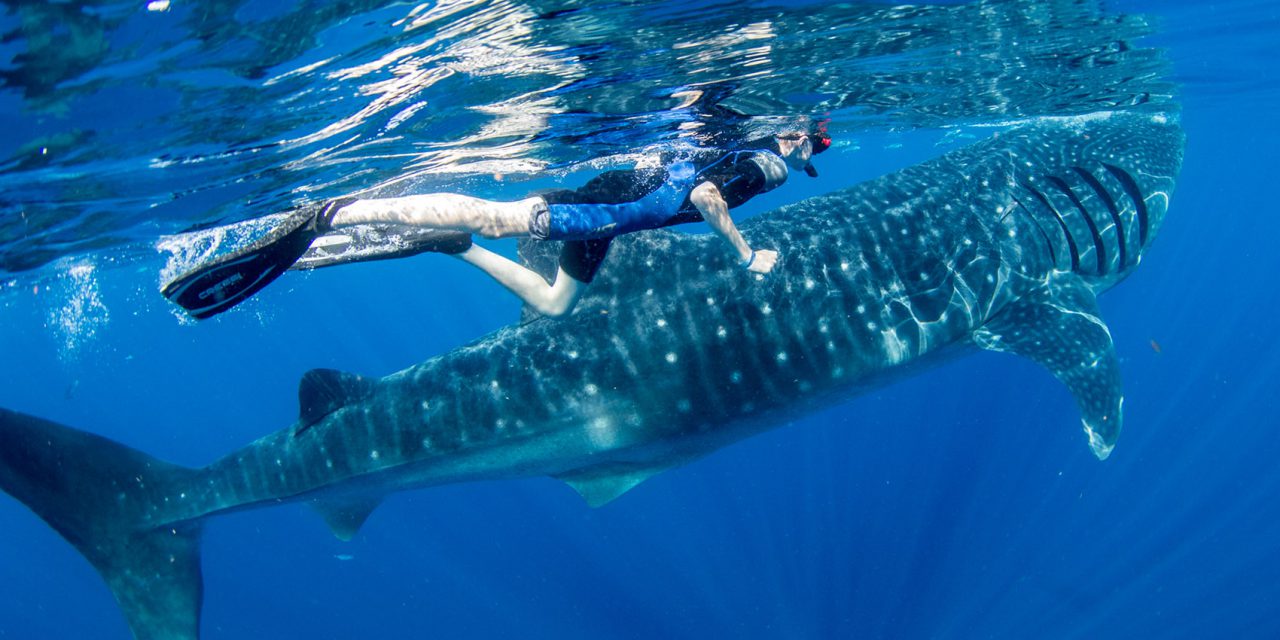 Isla Mujeres Whale Shark Adventure