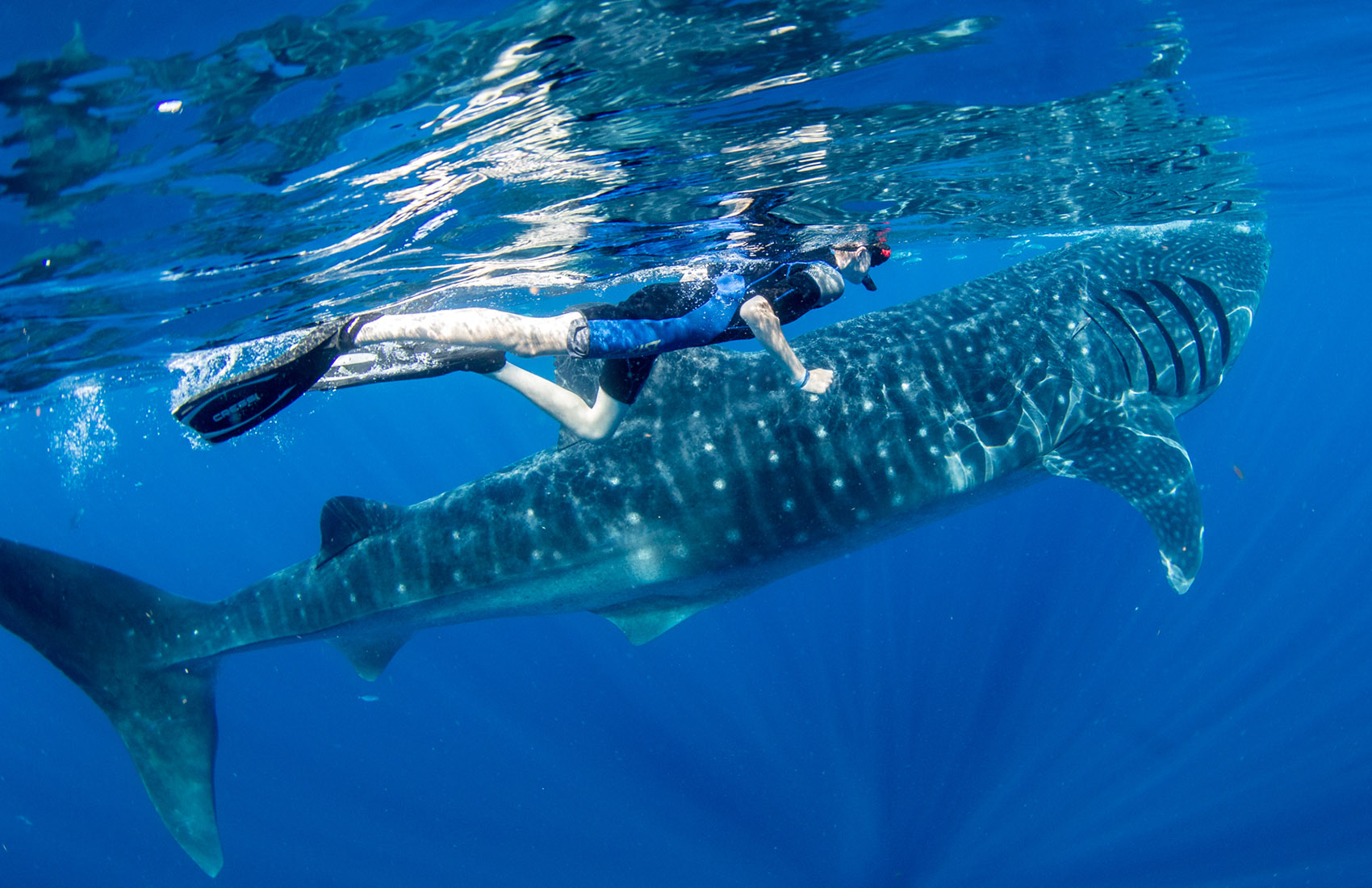 Isla Mujeres Whale Shark Adventure Sol Y Mar Magazine isla-mujeres-whale-shark-adventure-sol-y-mar-magazine