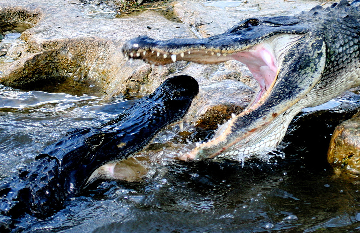 The Alligator A Keystone Species of the Everglades sol y mar magazine