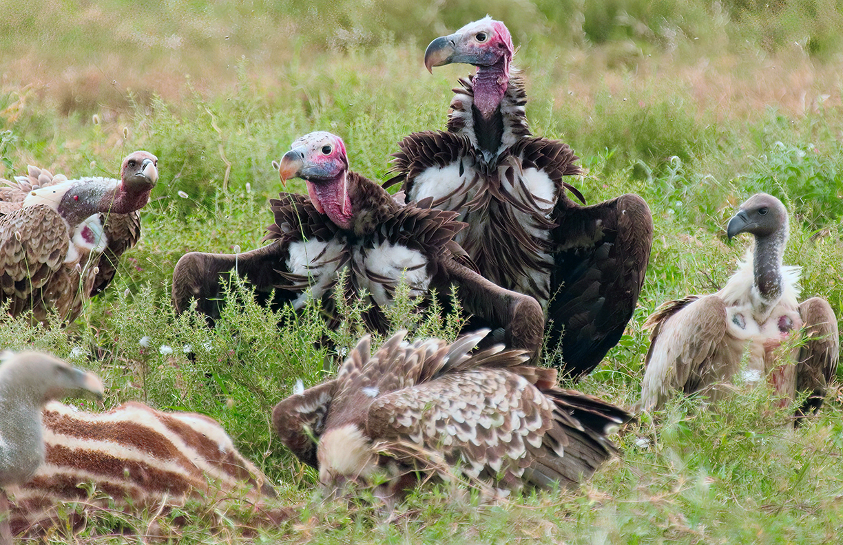 The Vultures I Have Encountered sol y mar magazine