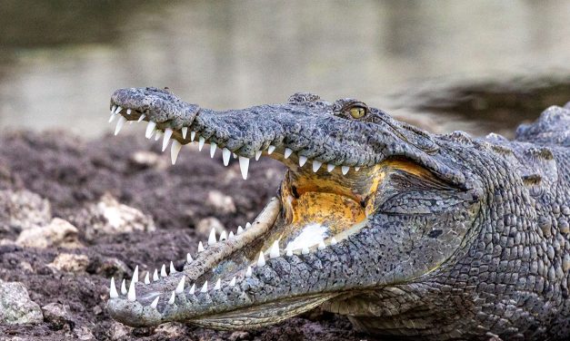 American Crocodiles of South Florida