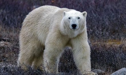 The Polar Bear Capital of the World