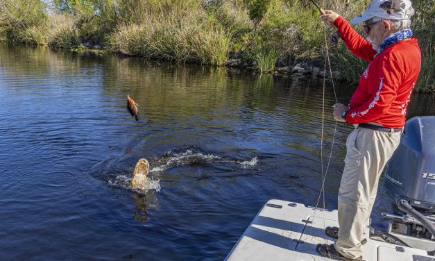 Fly Fishing Among the Alligators