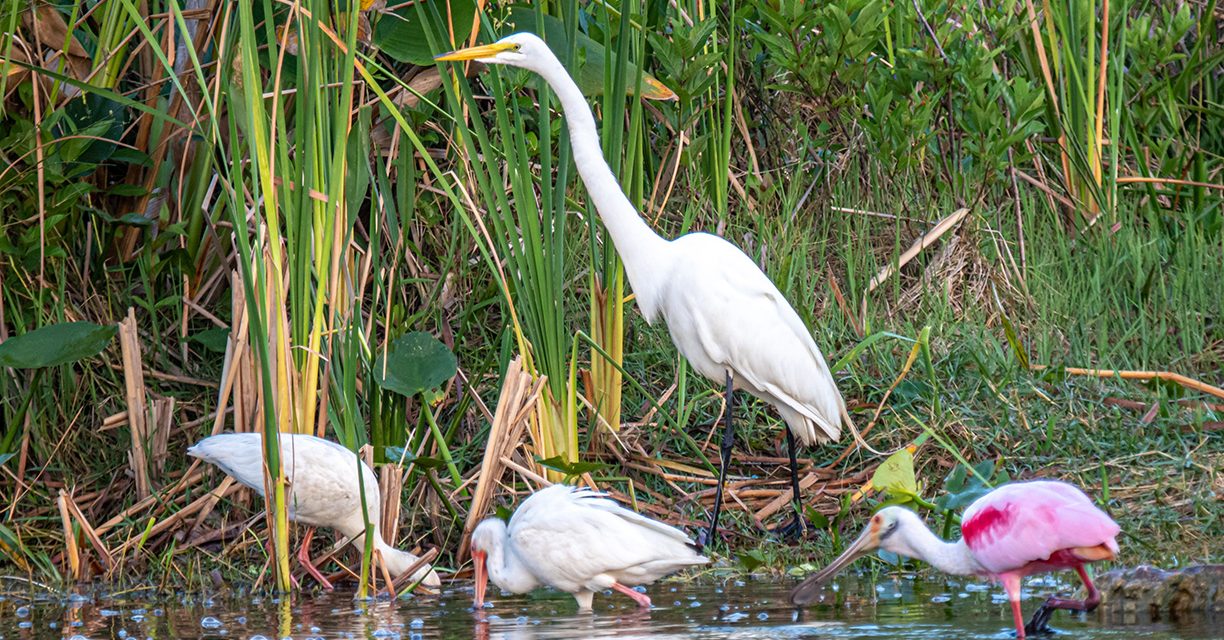 Birds of the Everglades