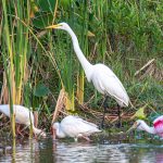 Birds of the Everglades