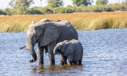 Our Africa Adventure: A Sad Elephant Story