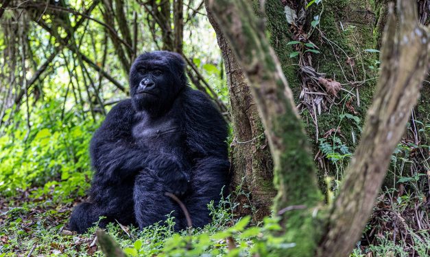 Our Africa Adventure: A Close Encounter with the Mountain Gorillas