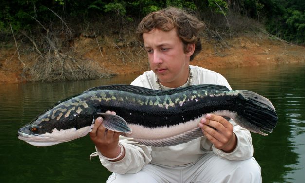 My Quest for the Capture of a Very Ugly Fish The Snakehead