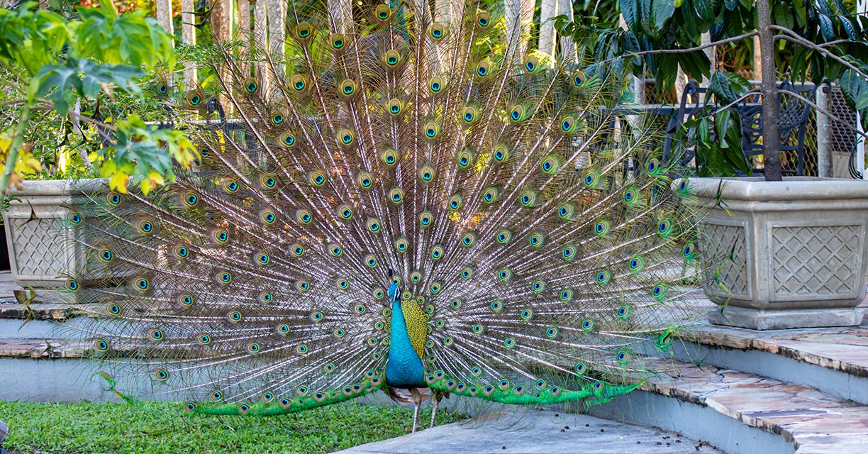 The Mating Rituals of South Florida’s Peacocks